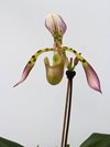 Paphiopedilum Haynaldianum Orchid Inn